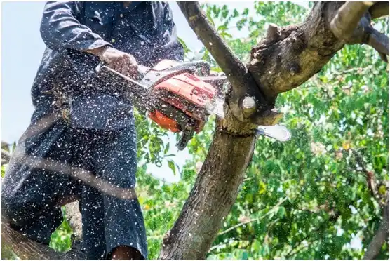 tree services San Carlos